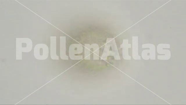 Colchicum autumnale Equat WM LMD8983 смотреть онлайн