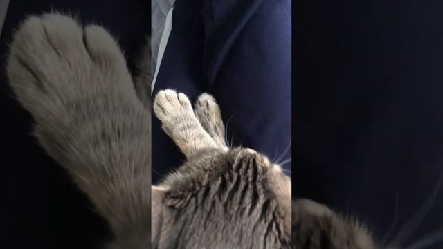 Почему кот спит на ногах смотреть онлайн