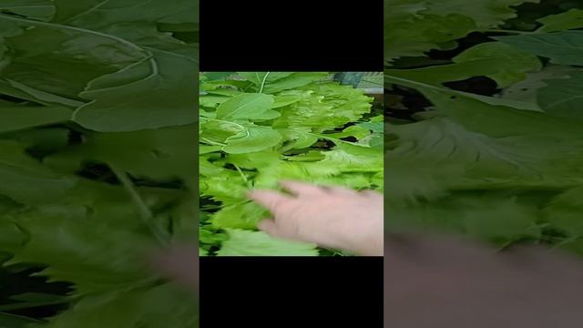 что сегодня растёт и цветёт в огороде