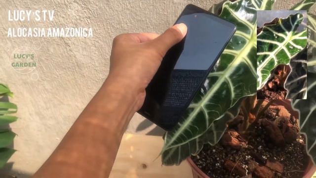 ALOCASIA AMAZONICA | MÔN QUAN ÂM