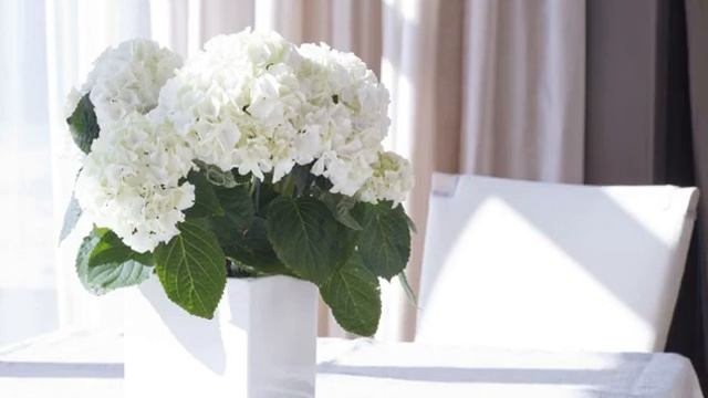 Гортензия комнатная — уход в домашних условиях смотреть онлайн