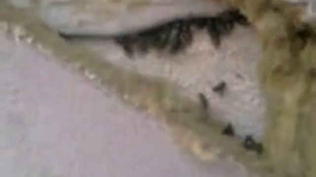 Зимовка мух смотреть онлайн