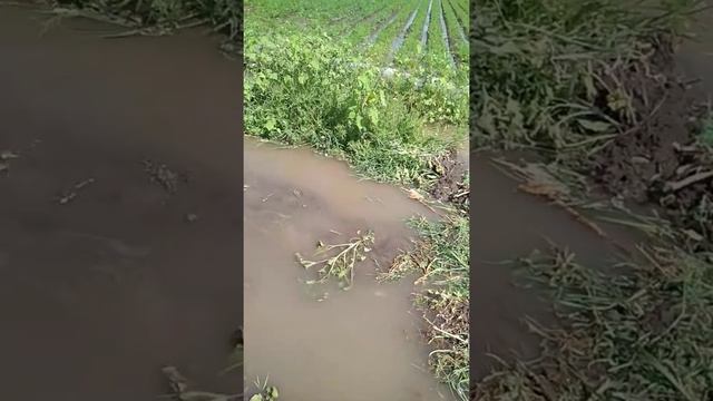 Полив морковь дикий полив смотреть онлайн