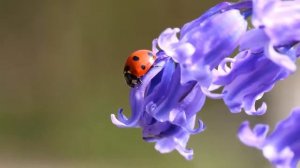 Красивая музыка Сергей Грищук