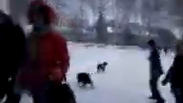 Испугался собаки и упал смотреть онлайн