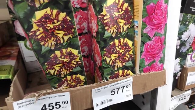 03.05.21.ОРХИДЕИ в Леруа Мерлен на пр. Культуры. Спб. смотреть онлайн