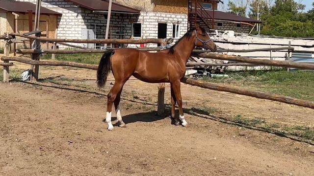 ПРОДАЖА Арабская кобылка Эль-Гевея 2022г.р. Виват - Эль-Гезира ЦЕНА по тел. +77018808622 ВАЦАП