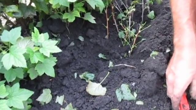 СМОРОДИНА. Как размножать смородину черенкованием. смотреть онлайн