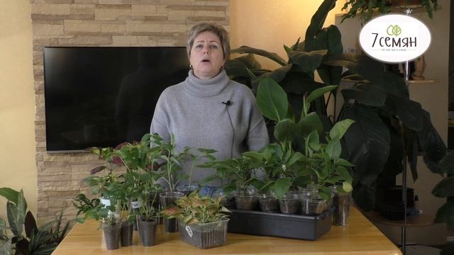 КАК ПОДГОТОВИТЬ РАССАДУ К ВЫСАДКЕ В ОТКРЫТЫЙ ГРУНТ! смотреть онлайн