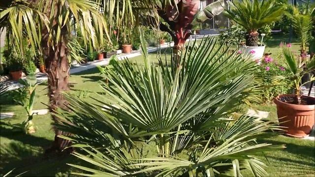 Palma Trachycarpus Fortunei Pomiar Palmy Z Kwiatostanami!