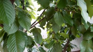 Как избавиться от тли на черешне. Самый простой и быстрый способ