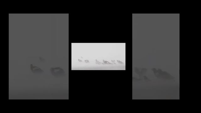 Виллем Баренц - исследователь Арктики. 3 часть. Смотрите видео подписывайтесь на канал ставьте лайк смотреть онлайн