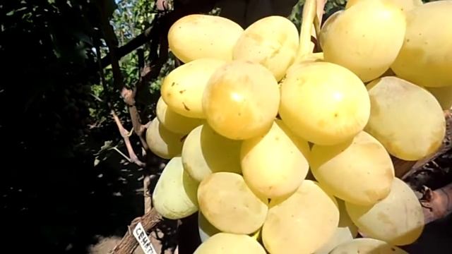 Виноград Сенатор (Бурдака А.В.) смотреть онлайн