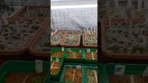 Пикировка сеянцев кактусов для ленивых.