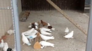 Голуби Турецкая Такла и Краснадары / Turkse takla duiven  ( Лев Горбунов , Тольятти, Россия )