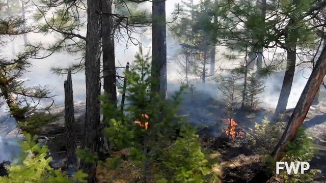 Controlled Burn смотреть онлайн
