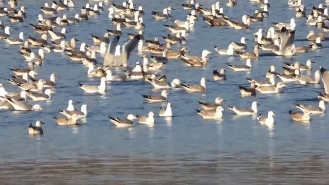 Ptice Hrvatske - Galeb klaukavac (Larus michahellis) (Yellow-legged Gull) (5/6) смотреть онлайн