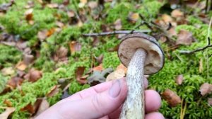 Подберёзовик разноцветный (Leccinum variicolor). Как выглядит гриб на месте произрастания.