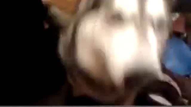 От улыбки станет всем светлей.