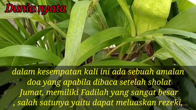 Baca 4x Setelah Sholat Jum'at, Kaya Raya Seketika, Rezeki Mengalir Terus..!! смотреть онлайн