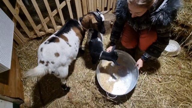 Кормление коз | Витамины для беременных | смотреть онлайн