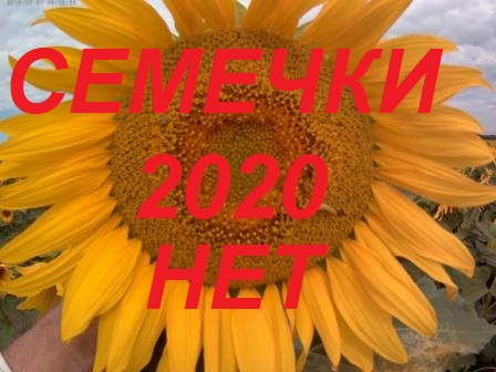 Полей подсолнуха нет.Чем кормить пчелу_Зной,жара до 37.Засуха.Пожароопасное состояние в полях. смотреть онлайн