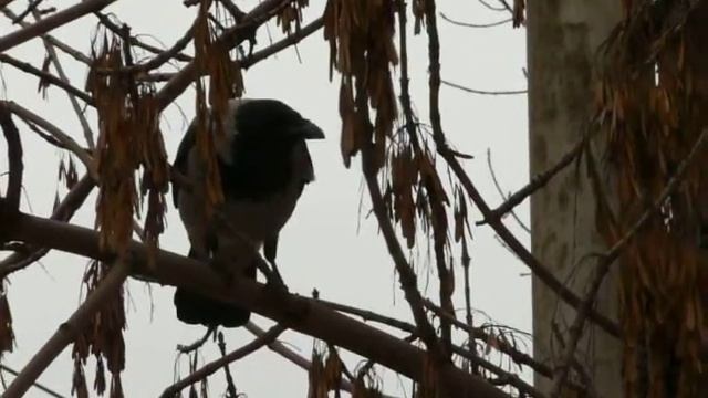 Серая ворона в городе. смотреть онлайн