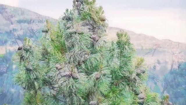 Польза, вред, интересные факты и и лечение кедровым орехом. смотреть онлайн