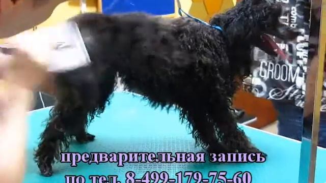 стрижка собак смотреть онлайн