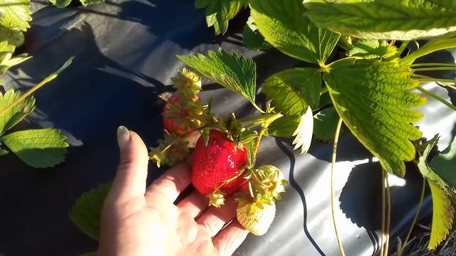 12 06 2021 Клубника, мои фавориты и разочарования по сортам смотреть онлайн