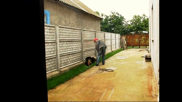 Кинолог раскрывает секреты как научить собаку командам сидеть, лежать, ползи, голос и др. смотреть онлайн