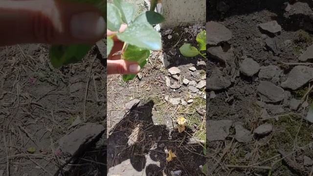 Простой способ укоренения роз short #shorts #дача #дачныесоветы смотреть онлайн