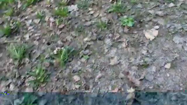 Чихуахуа и той терьер смотреть онлайн