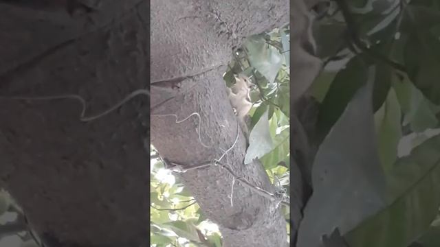 Rapid squirrel cute instincts смотреть онлайн