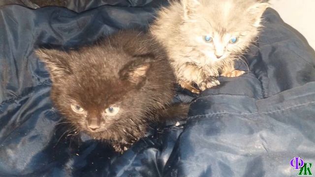 - Как же так? - в завязанном пакете маленькие тельца новорожденных КОТЯТ отчаянно боролись за жизн смотреть онлайн