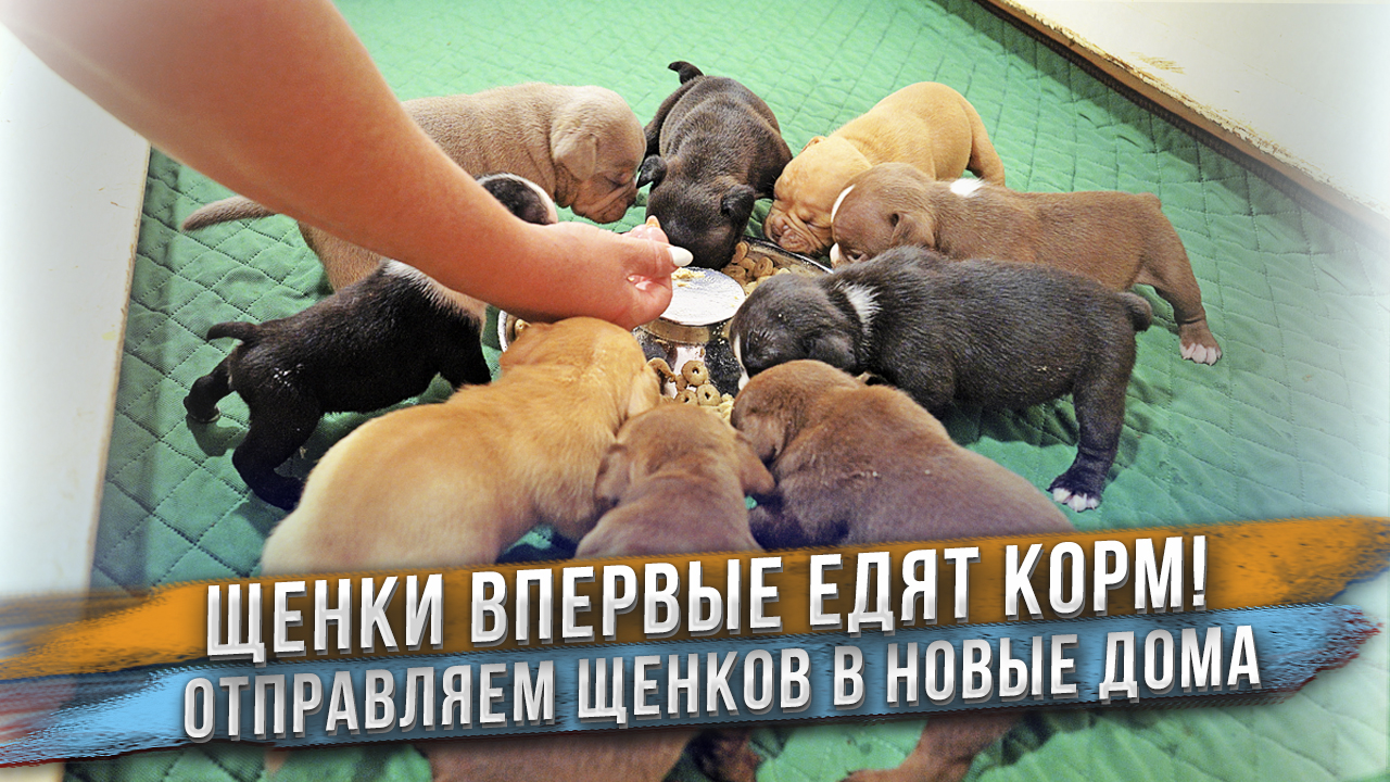 Дали сухой корм щенкам впервые! Будут ли кушать такое? Отправка щенков в новые дома. смотреть онлайн