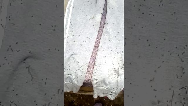 Как быстро убрать мелкие колючки с одежды. смотреть онлайн