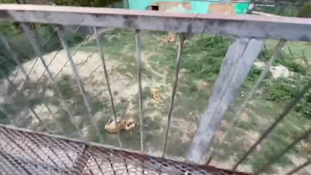 У львят Олеговичей теперь НОВЫЙ ВОЛЬЕР ! смотреть онлайн