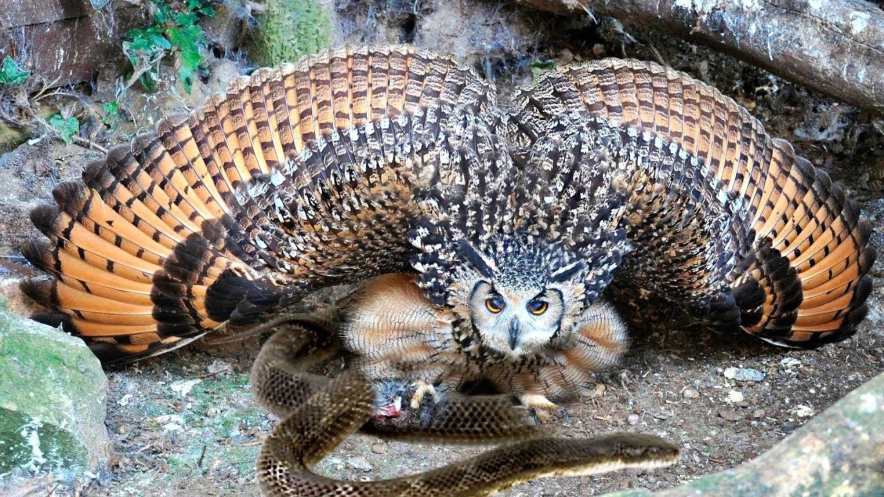Посмотрите, на Что Способна Самая Опасная Сова в Мире смотреть онлайн