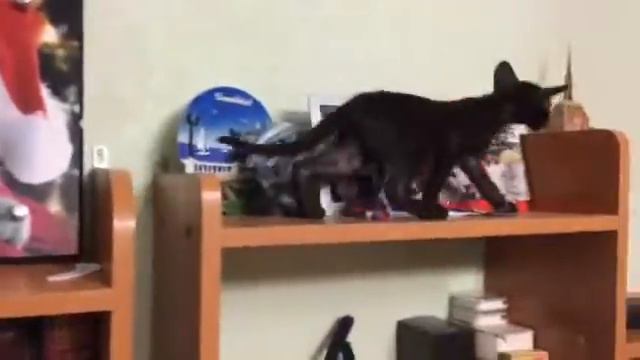 Ориентальные котята, питомник elfandale смотреть онлайн