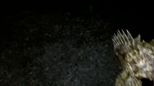 Скорпена (Морской ёрш) 2018.08.22 00:45:39 смотреть онлайн