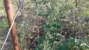 Бехтарин шпалера барои малина.Самая лучшая шпалера для малины.Легкий способ,но на долга.