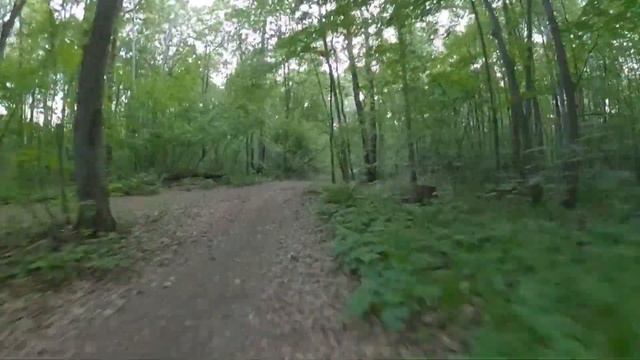 Езда на Veteran Sherman по лесу смотреть онлайн