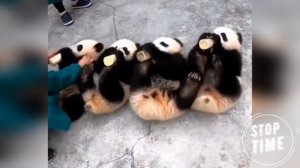 СМЕШНЫЕ ПАНДЫ | ПРИКОЛЫ С ЖИВОТНЫМИ - Панды ЧАСТЬ 2 | Забавные Панды | FUNNY BABY PANDA | CUTE PAND