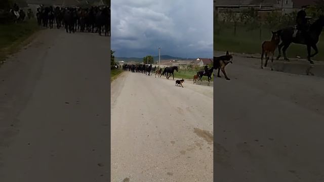 Кфх Атажукино Кабардинская порода смотреть онлайн