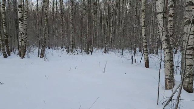 Артём Воронков - Грибы 31 декабря 2021 - Ломоносовский район Ленинградской области смотреть онлайн