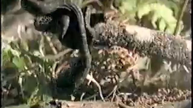 Baby Carpet Python Eating Skink смотреть онлайн