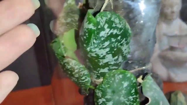 Хоия Имбриката /Hoja Imbricata смотреть онлайн