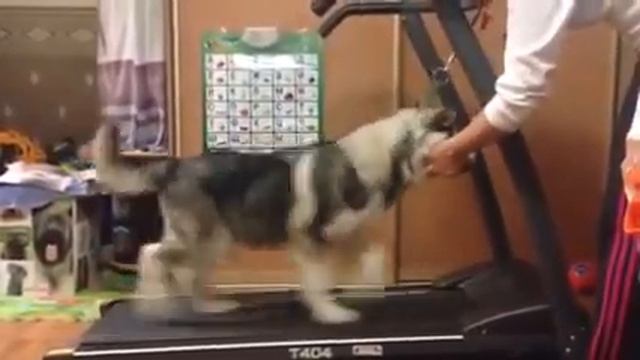 ХЕВЕНЛИ СПИРИТ АРЬЯ ТАЙГЕРЛАНД / HEVEANLY SPIRIT ARYA TAIGERLAND смотреть онлайн