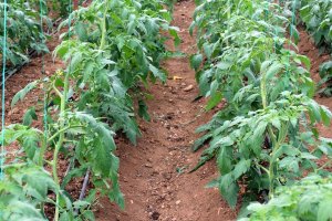 ПЕРВАЯ,ОЧЕНЬ ВАЖНАЯ ПОДКОРМКА ТОМАТОВ ПОСЛЕ ВЫСАДКИ В ГРУНТ.Как и Чем подкормить!